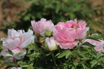 合澗鎮 洪谷牡丹香滿園，芍藥爭艷春意濃